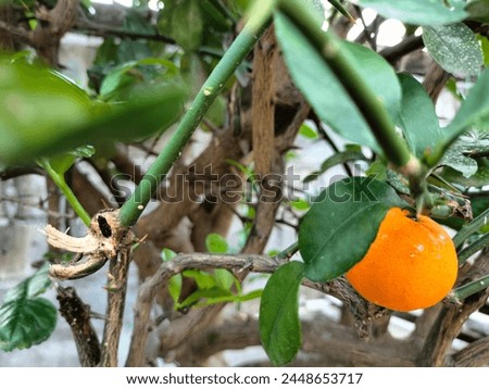 mandarin orange sitrus fresh juice 