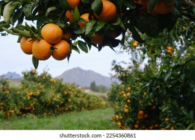 Mandarin oranges hanging from tree with more laden trees and mountains in background.