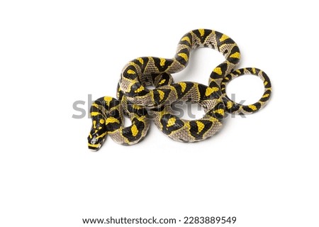 Mandarin rat snake, Euprepiophis mandarinus, on white background (captive, native to China and parts of SE Asia). Imagine de stoc © 