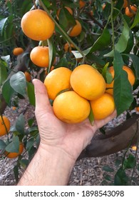 Mandarin Ripe Fruit Grow On A Tree Branch. Farmer Supervisor Touches And Tests Fruits On Citrus Agricultural Plantation 