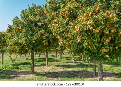 Mandarin tree (Citrus reticulata) with tangerines on its branches on a sunny day. Citrus cultivation in the interior of the island of Mallorca, Spain - Powered by Shutterstock