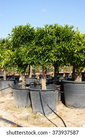 Mandarin trees. Nursery for plants