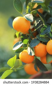 Mandarin Tree.Tangerines Fruits On A Branch. Citrus  Orange Fruits On The Branches In Bright Sunlight In The Summer Garden. Organic Natural  Bio Farm Fruits.Tangerine Tree Close-up.