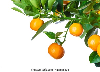 mandarine tree isolated on white background - Powered by Shutterstock