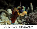 Mandarinfish or Mandarin dragonet, beautiful indonesia marine fish