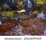 Mandarinfish or Mandarin dragonet (Synchiropus splendidus), is very small tropical fish vivid color , Sipadan island Borneo . Celebes sea, Malaysia.