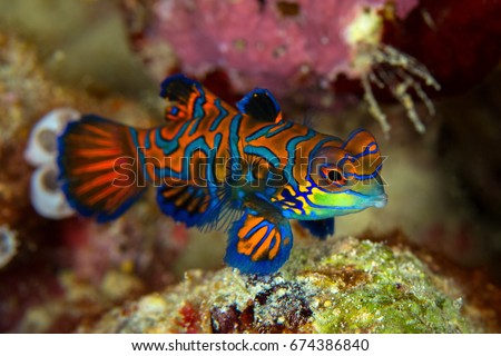 Mandarinfish or Mandarin dragonet ( Synchiropus splendidus ) is close-up shot , it very small tropical fish vivid color , Sipadan island Borneo . Celebes sea, malaysia