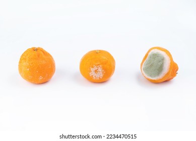 Mandarins are covered with mold fungus. Rotting citrus fruits on a white background. Fruit spoilage process.