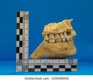 Mandatory photograph of the series that forms a dental identification card
