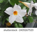 Mandevilla boliviensis or rocktrumpet, white with yellow center flower, close up. White Dipladenia or Jasmine is ornamental, creeping, perennial, flowering plant of the dogbane family Apocynaceae.