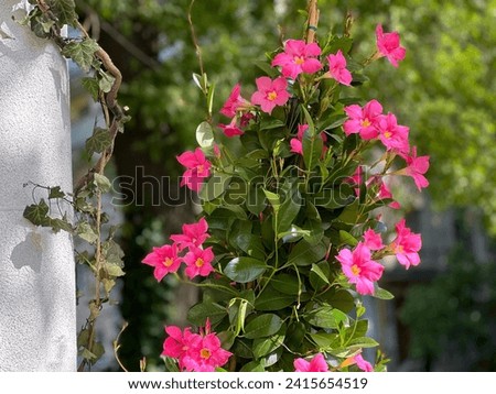 Mandevilla dipladenia plant pink flowers blossom ornamental climbing plant.