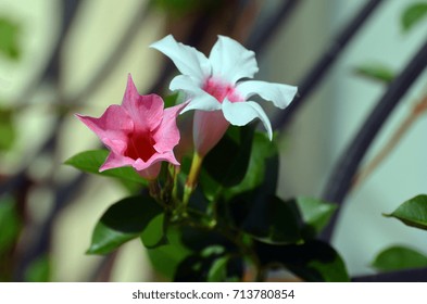 Mandevilla Flower