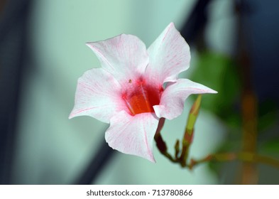 Mandevilla Flower