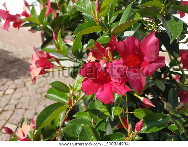 Mandevilla Laxa Chilean Jasmine Flower Arkivfoto Rediger Na 1500364934