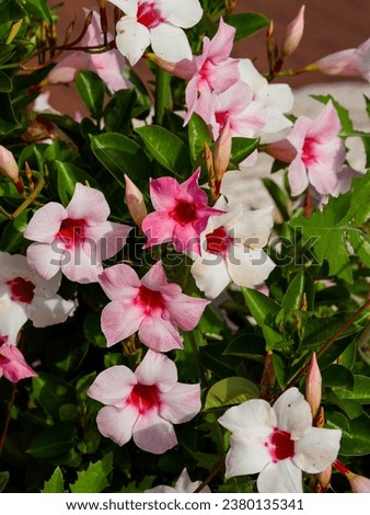 Mandevilla sanderi | Brazilian jasmine or Sander's Dipladenias. Flowers  with enlarged funnel-shaped pale-pink corollas and red deep throat on twining stems with shiny green veined foliage
