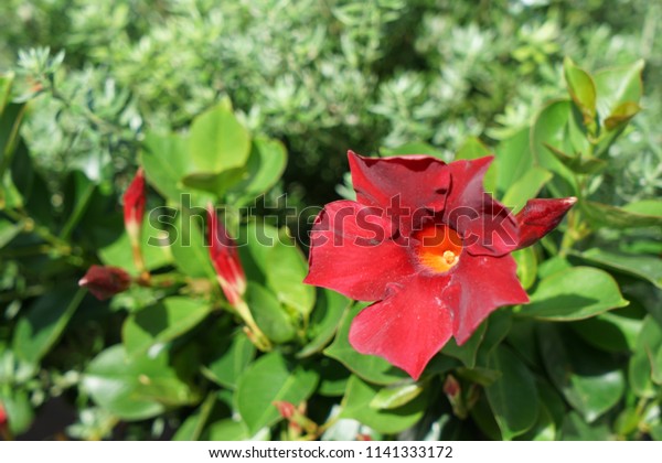 Mandevilla Sanderi Dipladenia Sanderi Brazilian Jasmine Arkivfoto Rediger Na 1141333172