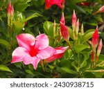 Mandevilla sanderi or rocktrumpet, crimson red flowers, close up. Brazilian Jasmine or Dipladenia Vine is ornamental, creeping, perennial, flowering plant of the family Apocynaceae.