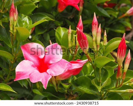 Mandevilla sanderi or rocktrumpet, crimson red flowers, close up. Brazilian Jasmine or Dipladenia Vine is ornamental, creeping, perennial, flowering plant of the family Apocynaceae.