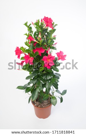Mandevilla sanderi Summerstar Pink - plant