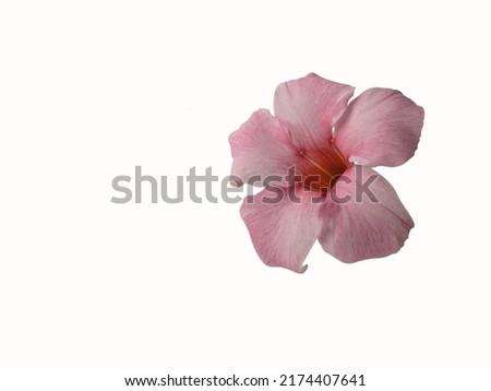 Mandevilla splendens or Dipladenia rose-pink flower cut and isolated on white background. Native to Brazil. Called brilliant mandevilla, jalapa-do-campo, jasmine-brasileiro, tutti-frutti