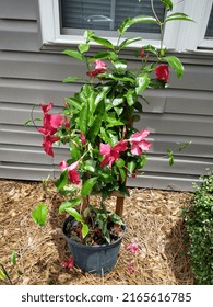 Mandeville Plants In Full Bloom 