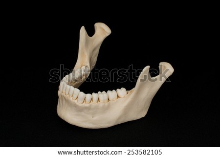 The Mandible