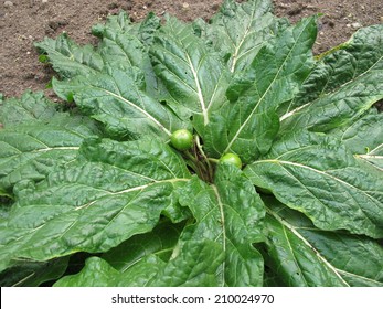 Mandrake, Mandragora Officinarum