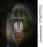  mandril monkey close up    (Mandrillus sphinx)