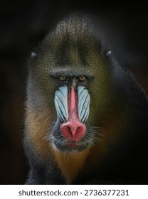  mandril monkey close up    (Mandrillus sphinx)