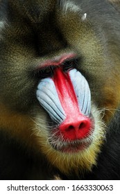 Mandril monkey closeup face with open mouth, Mandrillus sphinx, animal closeup