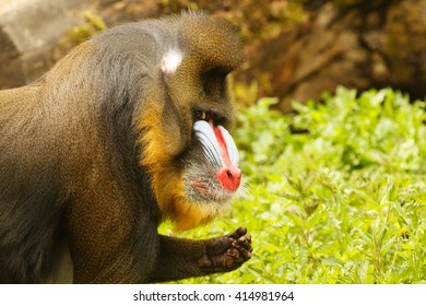 Mandrill Is Eating