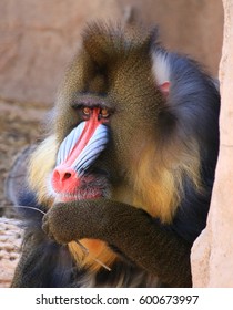 Mandrill Eating