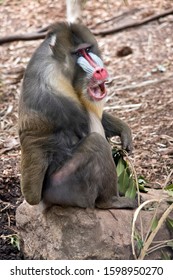 The Mandrill Is Eating Green Leaves