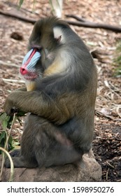 The Mandrill Is Eating Green Leaves