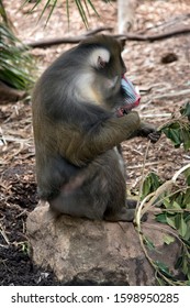 The Mandrill Is Eating Green Leaves