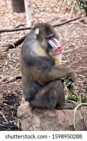 The Mandrill Is Eating Green Leaves