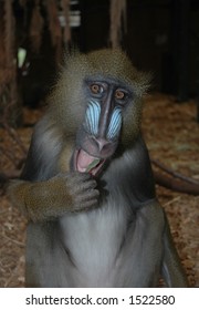 Mandrill Eating A Leaf