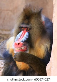 Mandrill Eating Lunch