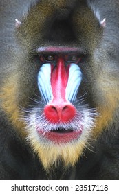 Mandrill At Houston Zoo