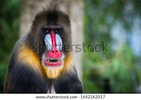 mandrill looking in the camera