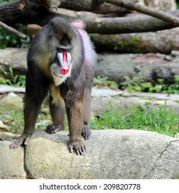Mandrill (Mandrillus Sphinx)