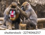 The mandrill (Mandrillus sphinx) is a large Old World monkey native to west central Africa