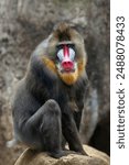 The Mandrill (Mandrillus sphinx) is a large Old World monkey native to West Central Africa. It is one of the most colorful mammals in the world, with red and blue skin on its face and posterior. 