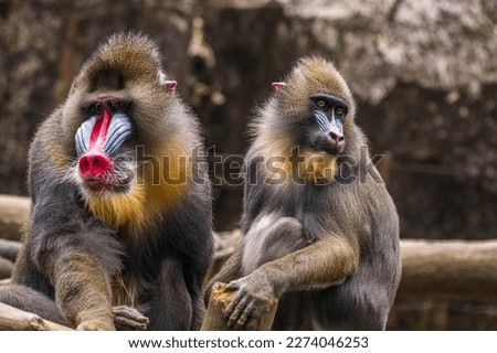 The mandrill (Mandrillus sphinx) is a large Old World monkey native to west central Africa