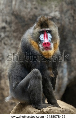 The Mandrill (Mandrillus sphinx) is a large Old World monkey native to West Central Africa. It is one of the most colorful mammals in the world, with red and blue skin on its face and posterior. 