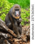 Mandrill (Mandrillus sphinx) looking at camera in Dresden Zoo                               