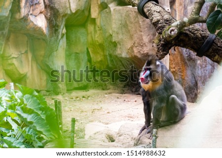  The mandrill (Mandrillus sphinx) is a primate of the Old World monkey (Cercopithecidae) family.