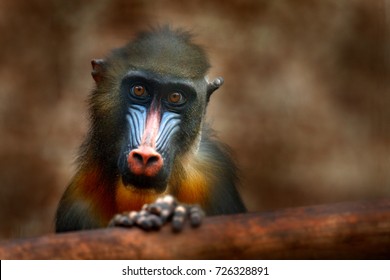 Mandrill, Mandrillus sphinx, sitting on tree branch in dark tropical forest. Animal in nature habitat, in forest. Detail portrait of monkey from central Africa, forest in Gabon. - Powered by Shutterstock