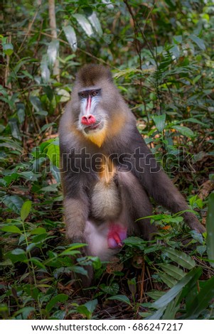 mandrill (Mandrillus sphinx)gabon