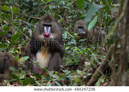 mandrill (Mandrillus sphinx)gabon